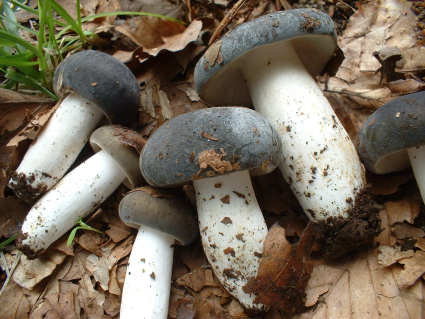 russula da determinare